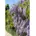 Pflanzen Für Dich Wisteria floribunda Macrobotrys Japanische Blauregen 40 60 cm