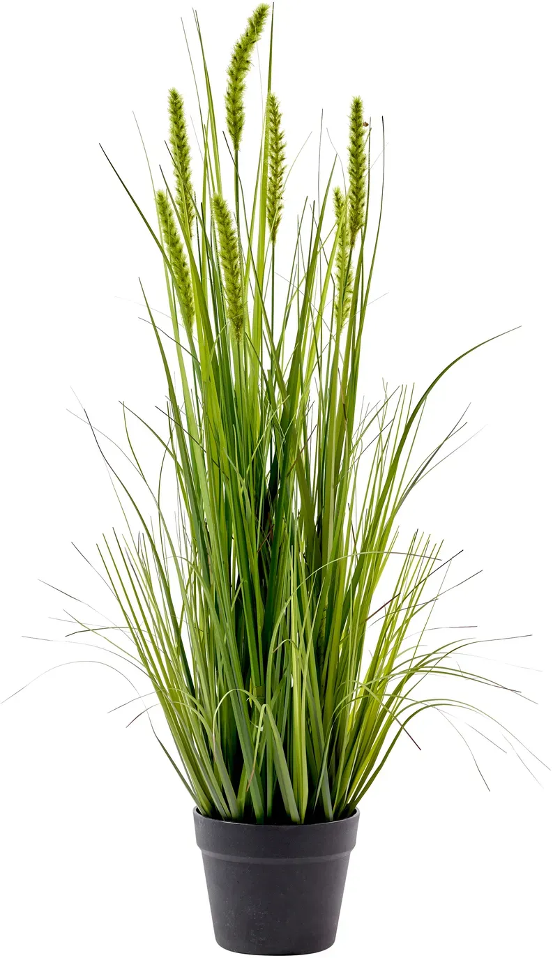 Gras 89cm im Topf Fuchsschwanz grün