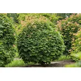 Pflanzen Für Dich Acer platanoides 'Globosum', Kugelahorn, 150 cm Stammhöhe