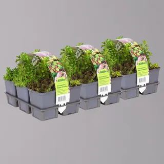 Pflanzen Kölle Sedum in verschiedenen Sorten im Mix-Set, Topf 7x7 cm, 2x 6 Pflanzen