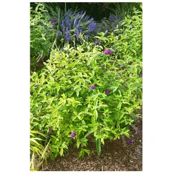 Buddleja 'Santana', Schmetterlingsflieder, buntlaubig, 40–60 cm