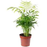 Flowerbox Value Greens Bergpalme Chamaedorea Tropische Zimmerpflanze Pflegeleicht 30