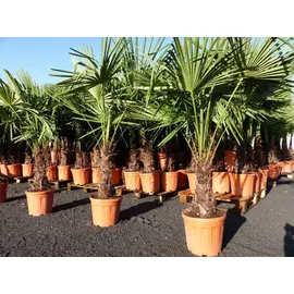 grünwaren gruenwaren jakubik Hanfpalme, Stammhöhe 160-180 cm Trachycarpus fortunei,