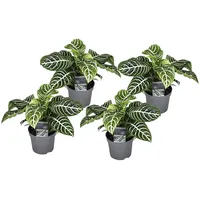 Plant in a Box - 4 Stk - Aphelandra