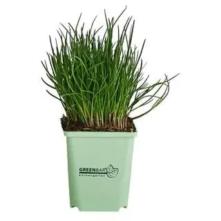 GREENBAR® Schnittlauch, Grün