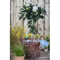 Pflanzen Für Dich Viburnum tinus, Lorbeer-Schneeball, immergrün, 50–60 cm