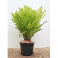 Pflanzen-für-dich.de Matteuccia struthiopteris 30-40 cm