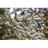 Pflanzen Für Dich Abies Koreana Koreanische Tanne 125–150 cm