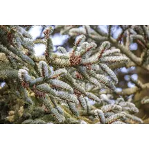Pflanzen Für Dich Abies Koreana Koreanische Tanne 125–150 cm