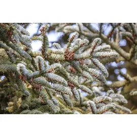 Pflanzen Für Dich Abies Koreana Koreanische Tanne 125–150 cm