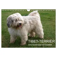 Calvendo Tibet-Terrier - Eine Hunderasse mit Charakter (Wandkalender 2026
