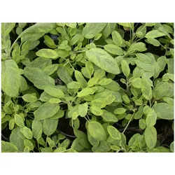 Salvia officinalis 'Icterina', Gold-Salbei, buntlaubig, ca. 9x9 cm Topf