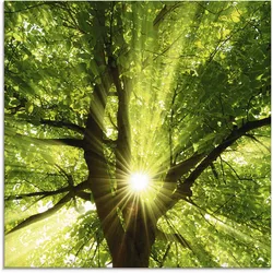 Artland Glasbild »Sonne strahlt explosiv durch den Baum«, Bäume, (1 St.), in verschiedenen Größen Artland Farbe Bild(er): grün