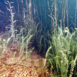 JBL Aquaristik SediEx Pond 250 g