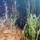 JBL Aquaristik SediEx Pond 250 g
