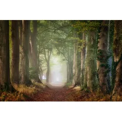 Fototapete PAPERMOON "Photo-Art ELLEN BORGGREVE, NACH VORNE", bunt, B:3,00m L:2,23m, Vlies, Tapeten