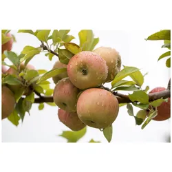 Malus 'Goldparmäne', Apfelbaum, 150–200 cm, aromatisch