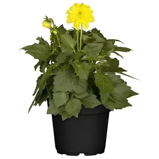 Piardino Dahlie  (Dahlia, Topfgröße: 13 cm)