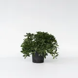 Plant in a Box - Pittosporum tobira nanum - Höhe 30-40cm - Topf 19cm