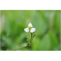 Pflanzen Für Dich Sagittaria sagittifolia ssp. sagittifolia, ca. 9x9