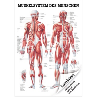 Menschliches Muskelsystem Lehrtafel Anatomie 100x70 cm medizinische Lehrmittel, Laminiert