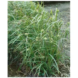 Carex grayi, Morgenstern-Segge, 3-5 Liter Container