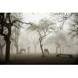 Papermoon Fototapete »Photo-Art DENISA VLAICU, Pferde IN EINEM nebligen Obstgarten bunt