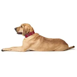 Hunter Aalborg Special Hundehalsband Rot M-L