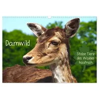 Calvendo Damwild - stolze Tiere des Waldes hautnah (Wandkalender
