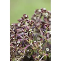 Pflanzen Für Dich Sedum album Weißblühend Ca. 9x9 cm Topf