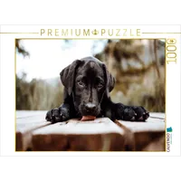 Calvendo Puzzle Labrador Welpe 1000 Teile Lege-Größe 64x48cm Foto-Puzzle
