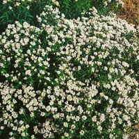 Pflanzen Für Dich Pycnanthemum flexuosum, Bergminze, aromatisch, ca. 9x9