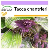 Saflax - Fledermausblume - 10 Samen - Tacca chantrieri