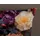 Muller Textil Amadeus Blumen Mehrfarbig 155 x 220 cm + 2 x 80 x 80 cm