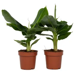 Plant in a Box Musa Oriental Dwarf - Orientalische Zwergbanane 2er Set Höhe 25-40cm
