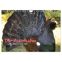 Calvendo Der Auerhahn - Szenen einer Balz (Wandkalender 2026