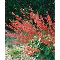Pflanzen Für Dich Heuchera sanguinea, Purpurglöckchen, rotblühend, ca. 9x9