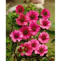 Pflanzen Für Dich Potentilla nepalensis 'Miss Willmott', ca. 9x9