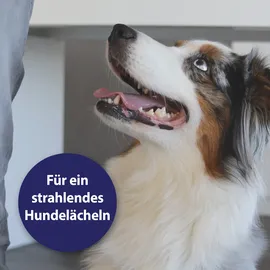 Canosept Zahnpflegespray 100 ml