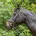 Warmblut