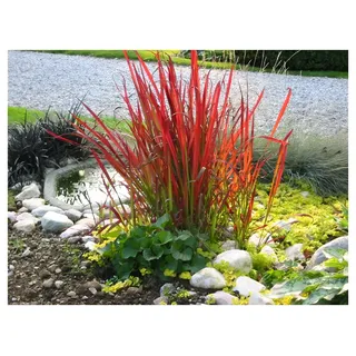 Stauden Gänge 1 x Imperata cylindrica 'Red Baron' im 1 Liter Topf (Ziergras/Gräser/Winterhart/Mehrjährig) Japanisches Blutgras - tolle Rotfärbung bis zum ersten Frost - super für Balkon & Kübel