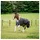 Horseware Ireland Weidedecke Amigo 100g 140 cm Black/Titanium Grey