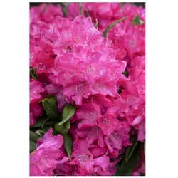 Rhododendron makinoi 'Diamant', Rhododendron, 60 cm