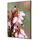 Showdown Displays Showdown Wanddekoration Set A2 Pinke Blume Erica