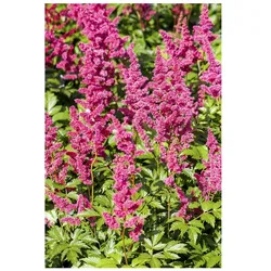 Astilbe japonica 'Mainz', Prachtspiere, rosa, ca. 9x9 cm Topf