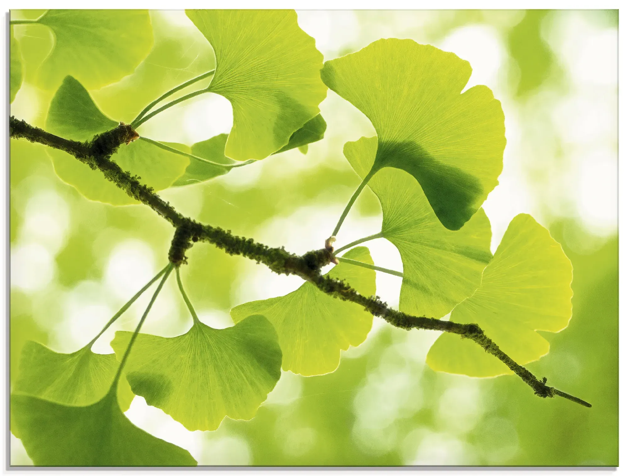 Artland Glasbild »Ginkgo«, Blätter, (1 St.), in verschiedenen Größen Artland grün