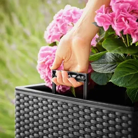 Prosperplast Rato Low 40 x 40 x 40,8 cm anthrazit