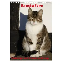 Calvendo Hauskatzen (Wandkalender 2026 DIN A4 hoch), CALVENDO Monatskalender: