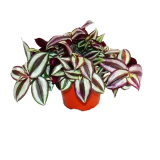 EXOTENHERZ Dreimasterblume Tradescantia zebrina pflegeleichte hängende Zimmerpflanze 12cm Topf
