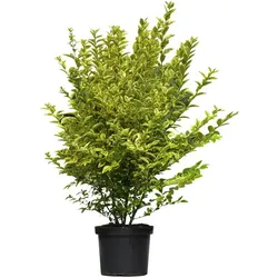 Gold-Liguster, Ligustrum ovalifolium »Aureum«, Blätter: grün/gelb, Blüten: creme